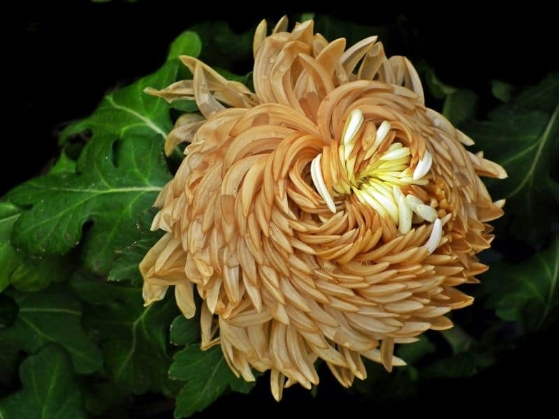 fleur de chrysanthème jaune