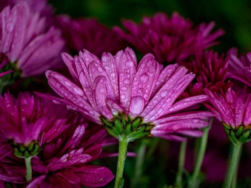 chrysanthème rose avec gouttes de rosée