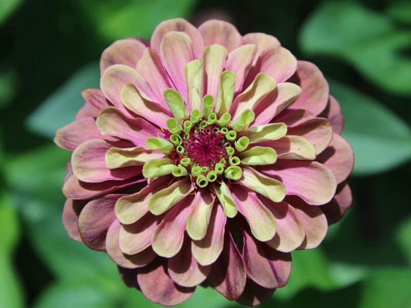 chrysanthème rose clair avec centre vert
