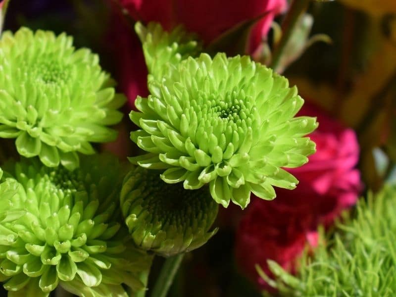 chrysanthème vert