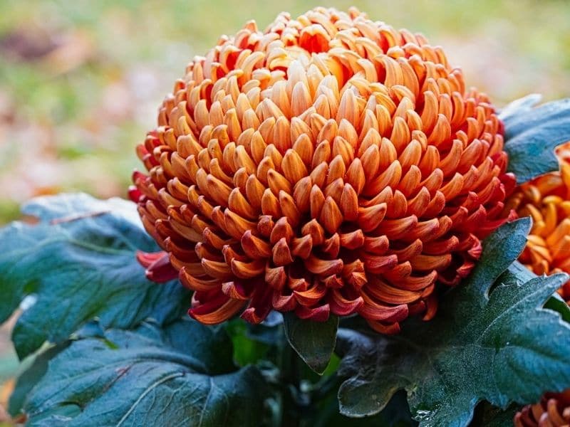 chrysanthème rond orange
