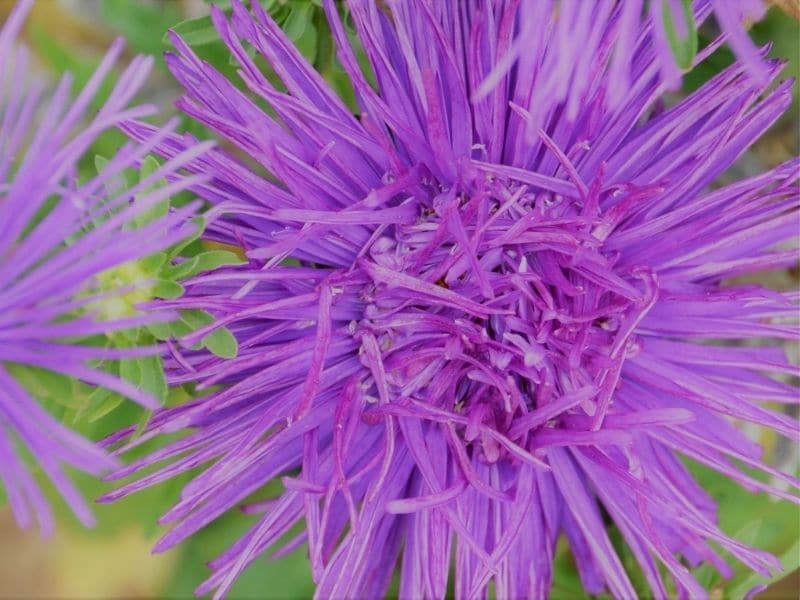 chardon chrysanthème