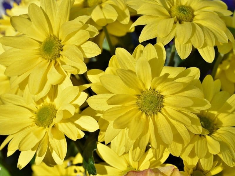 chrysanthème jaune simple