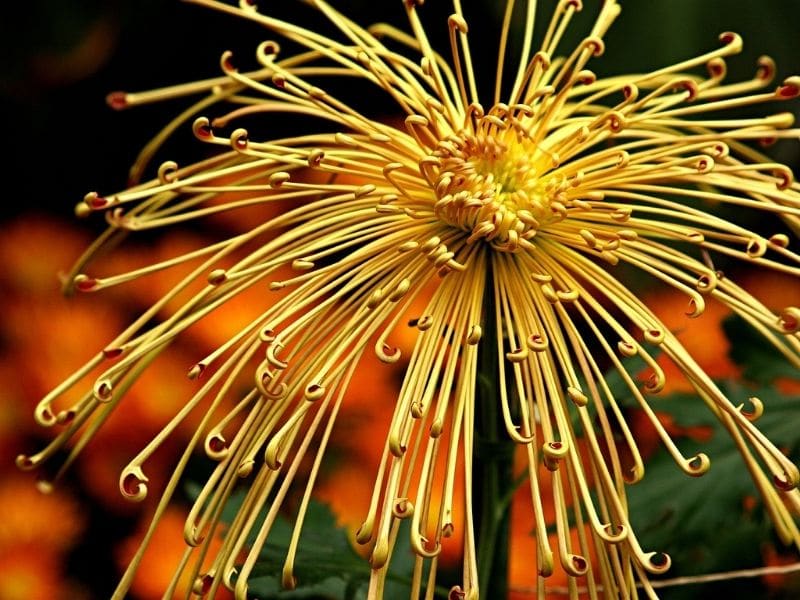 chrysanthème spider bloom