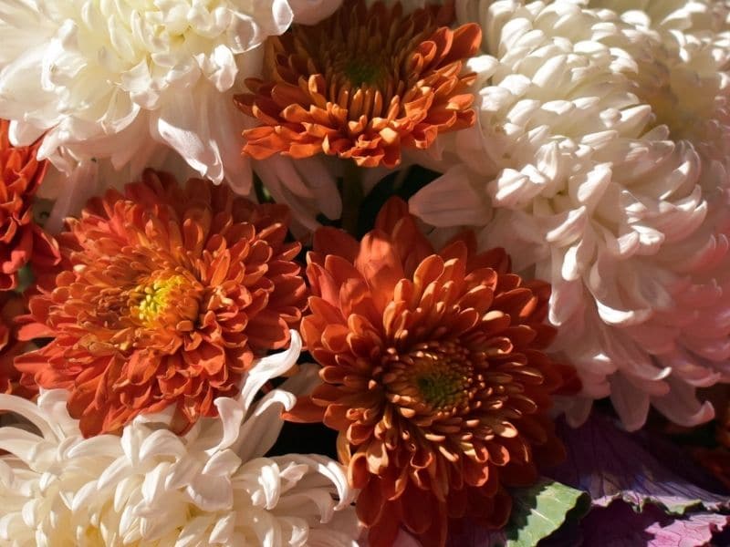 chrysanthème blanc et orange