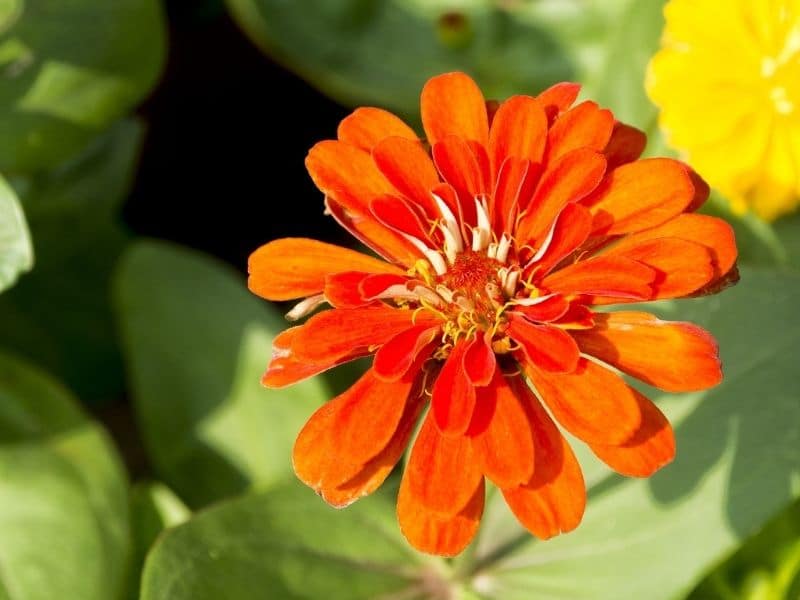 chrysanthème orange foncé