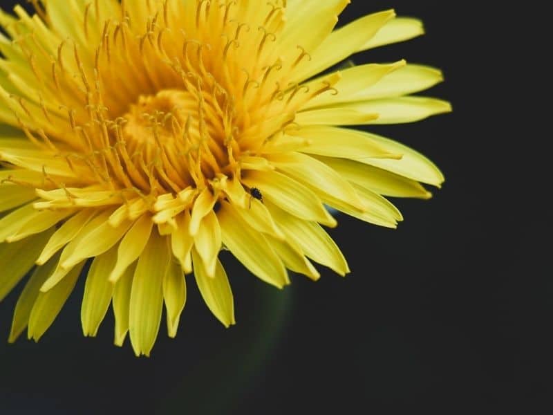 chrysanthème jaune