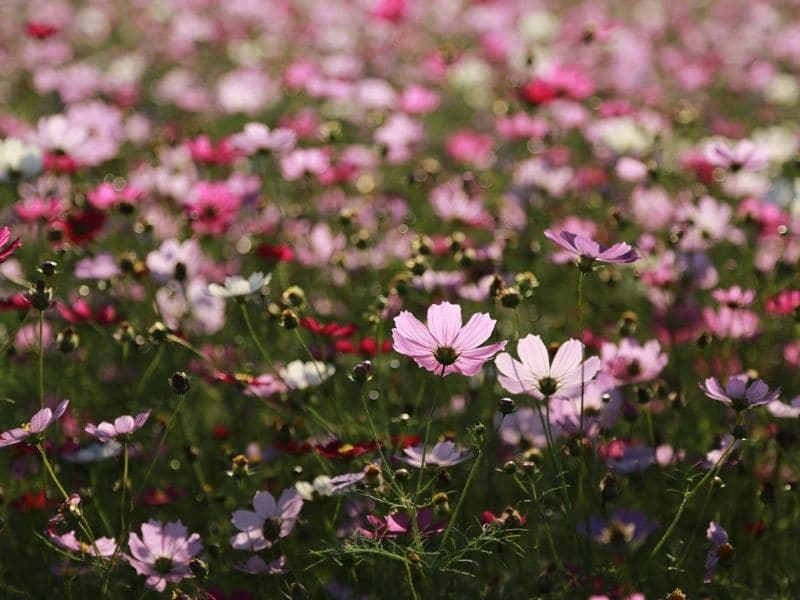 champ de fleurs cosmos roses