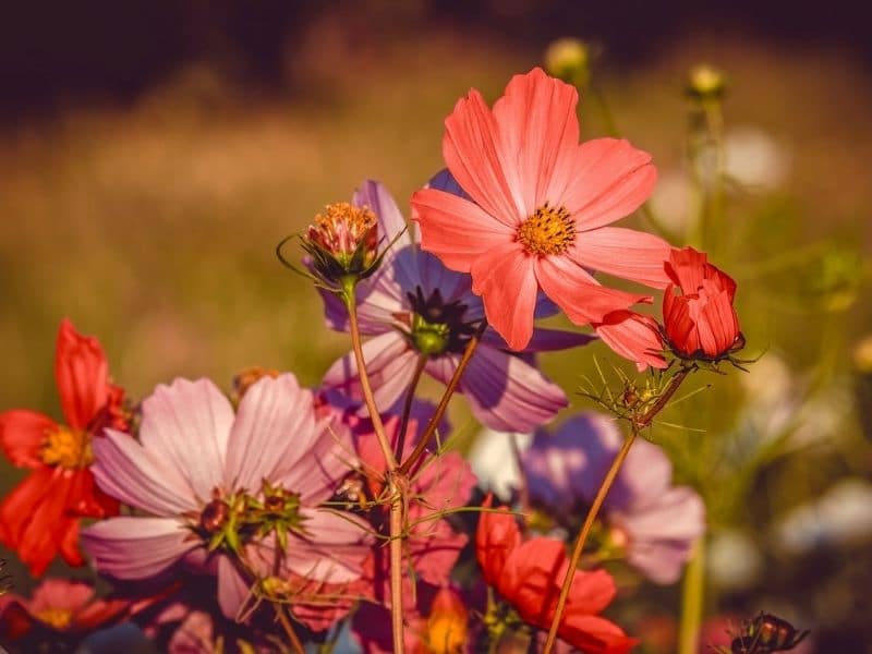 fleurs de cosmos orange
