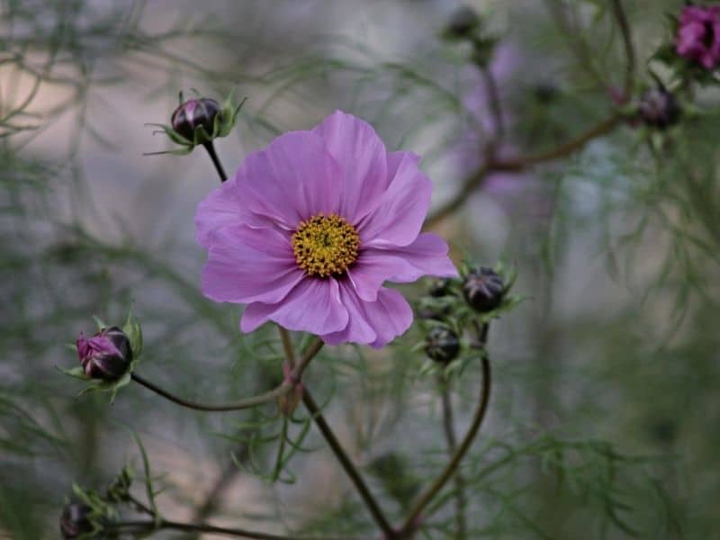 fleur de cosmos rose