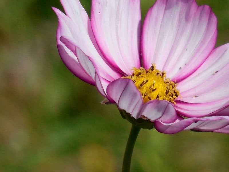 cosmos picotee