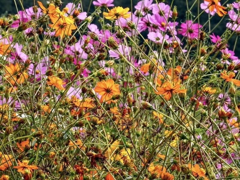 fleurs de cosmos en rose et orange