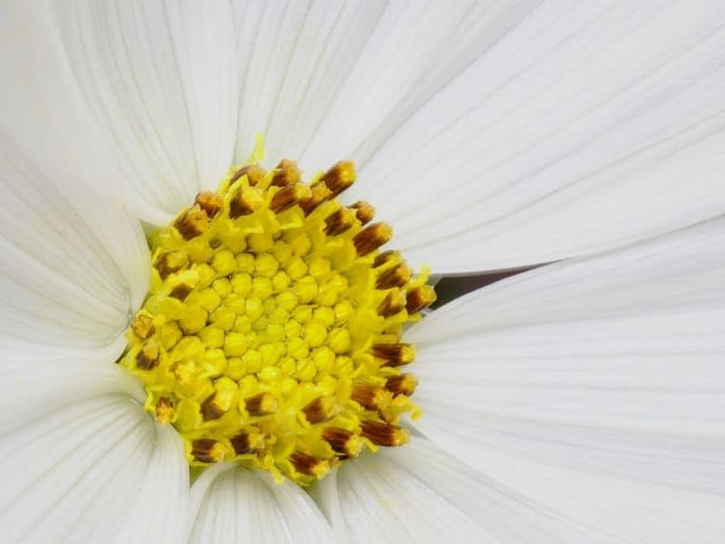 sonate cosmos