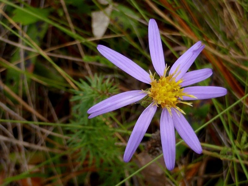 aster à feuilles de lin