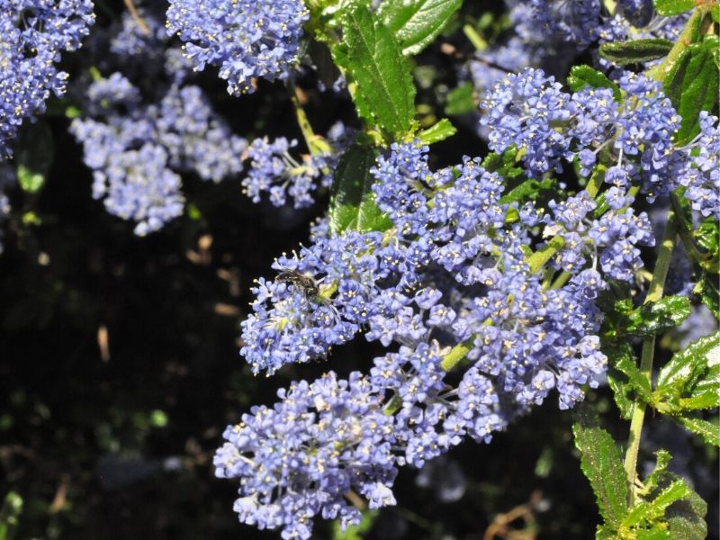 ceanothus bleu d'automne
