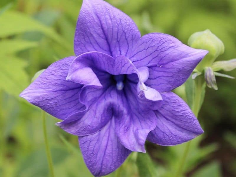 fleur de ballon
