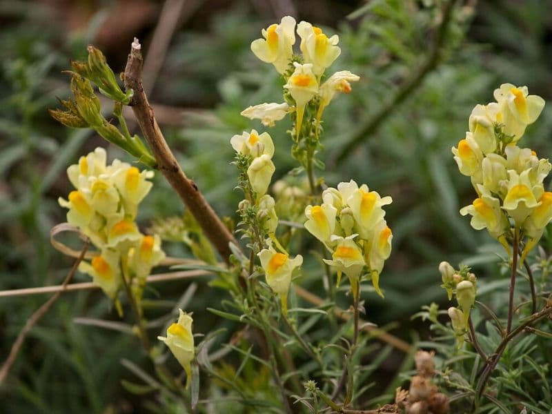fleur de beurre et d'oeufs