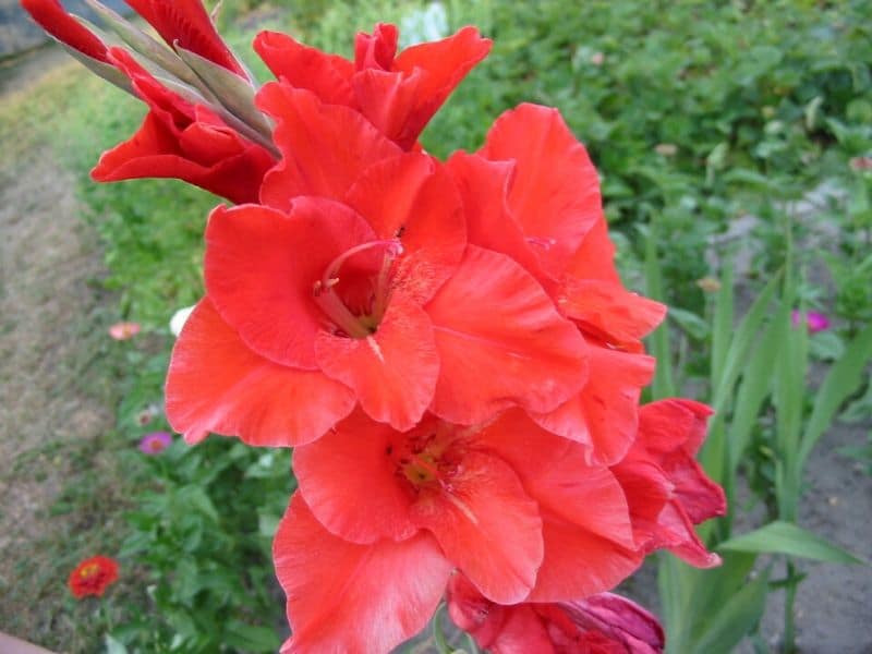 glaïeul rouge d'automne