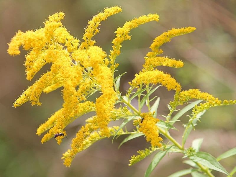verge d'or