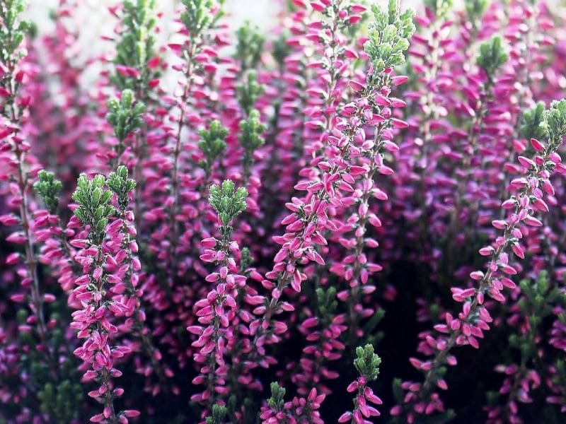 fleurs de bruyère