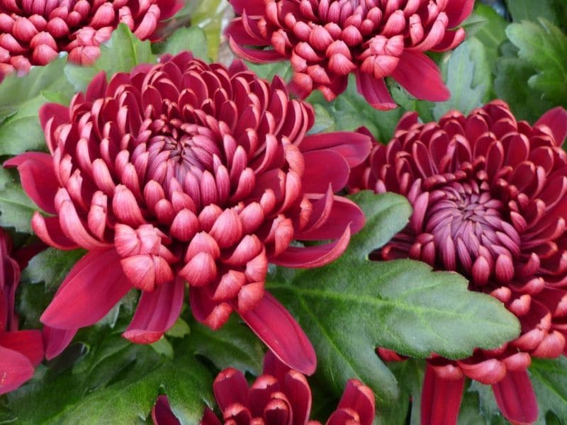 chrysanthèmes