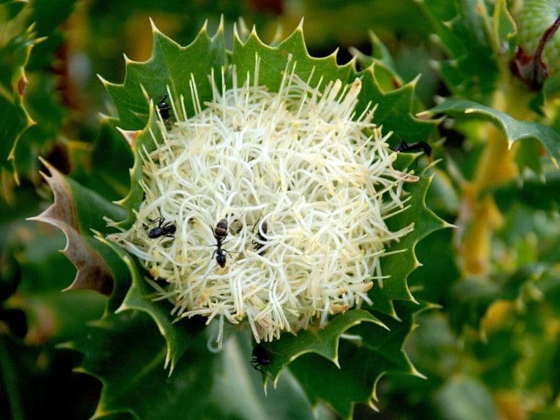 Buisson de perroquets