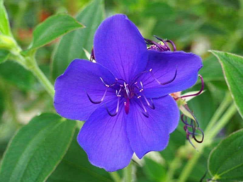 Princesse Fleur