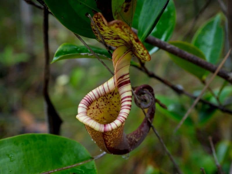 Plante sarracénie