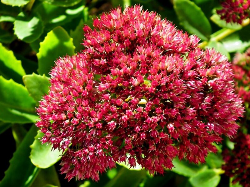 sedum rouge