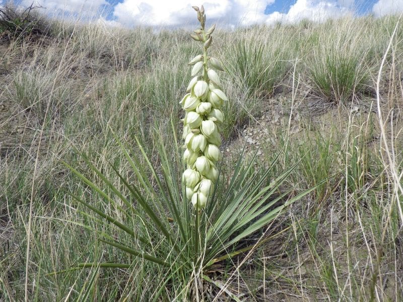 Yucca à feuilles de savon