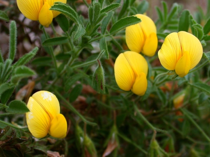 bruant jaune