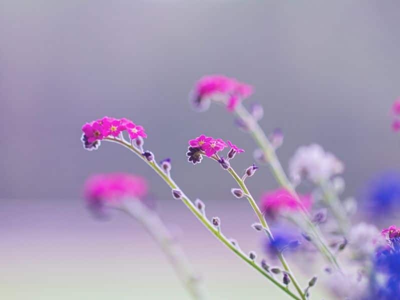 fleurs de myosotis roses