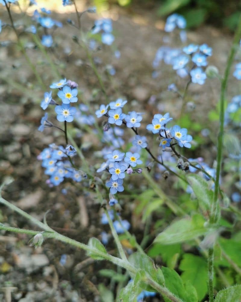 fleurs de myosotis des bois