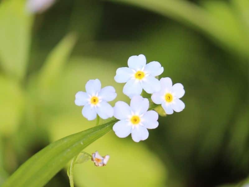 champ forget me not flowers