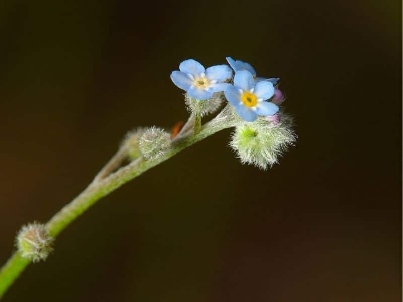 fleurs de myosotis changeantes