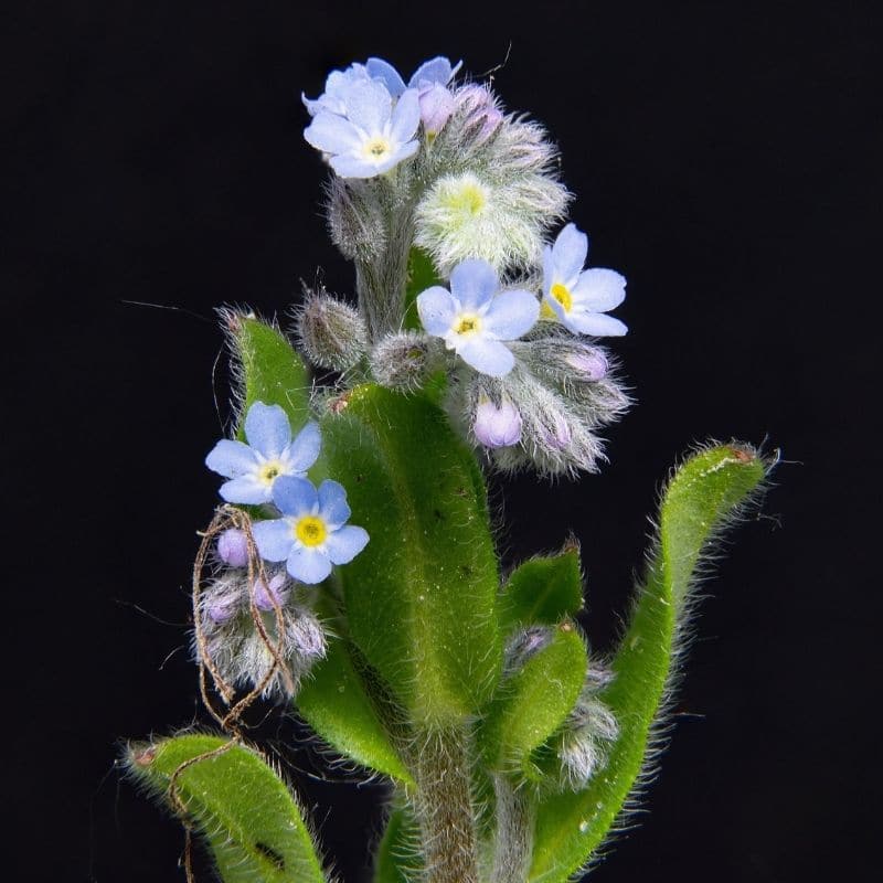 fleurs alpines forget me not