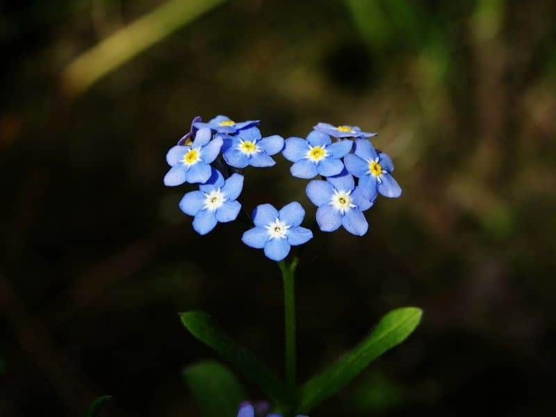 fleurs de myosotis en forme de cœur