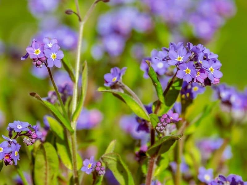 fleurs violettes forget me not