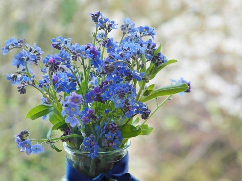fleurs de myosotis dans la prairie