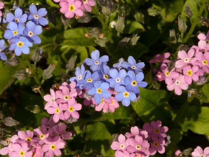fleurs de myosotis roses et bleues