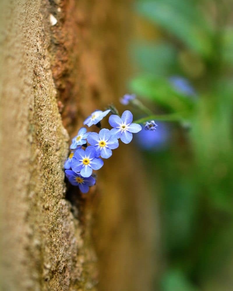 des fleurs de myosotis poussant dans un rocher