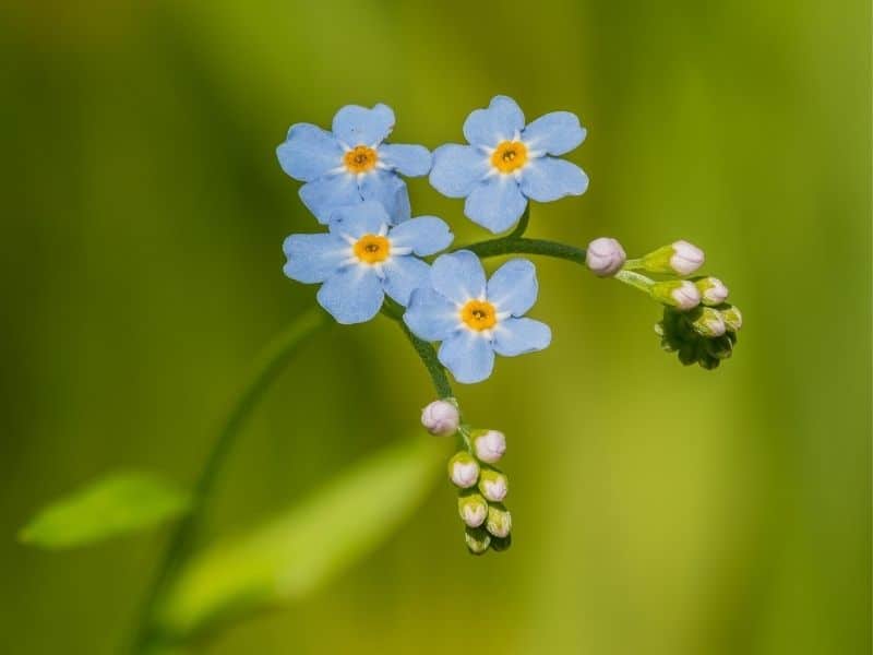 fleurs de myosotis avec fleurons