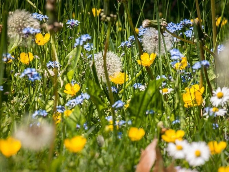 fleurs jaunes sur fleurs forget me not