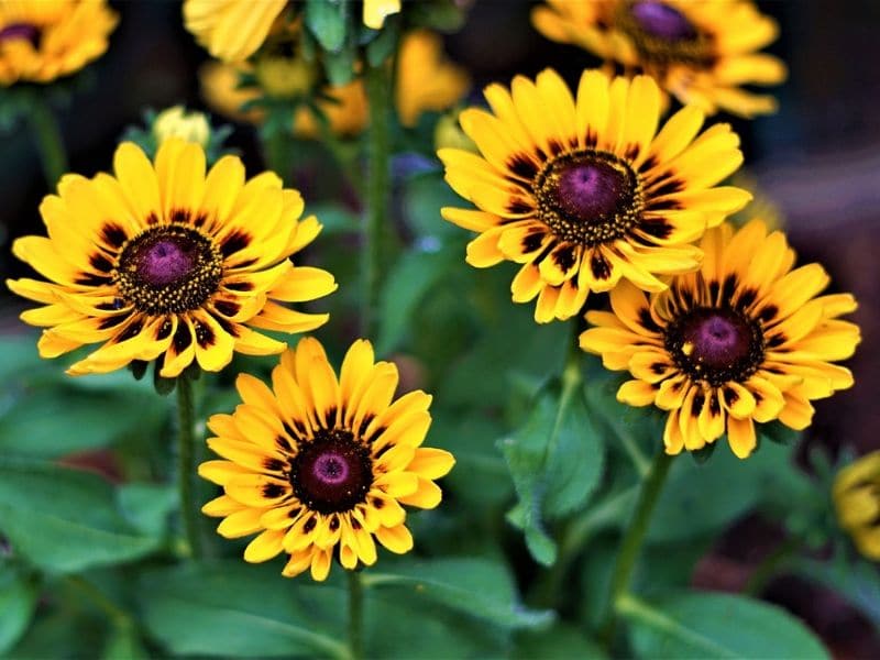 coneflower jaune