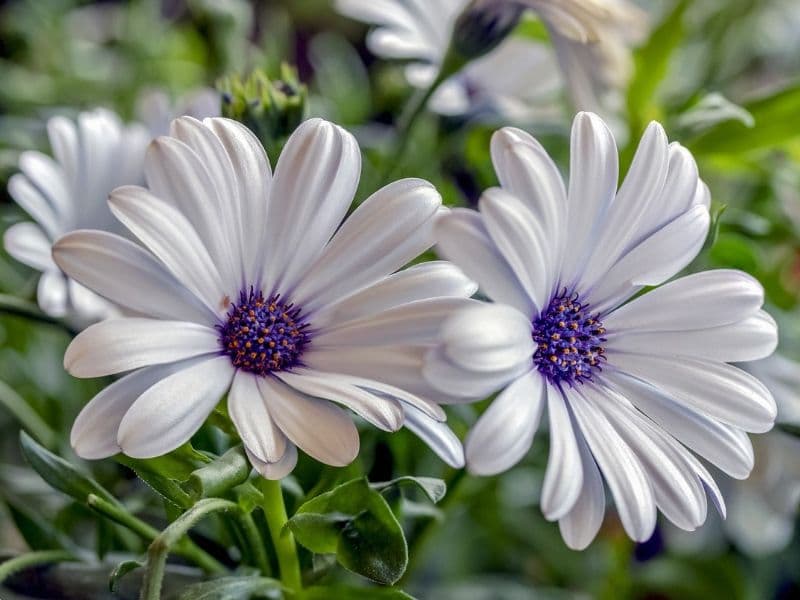 marguerite blanche