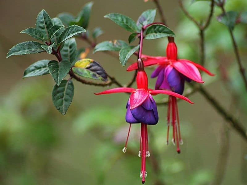 fleurs de fuchsia