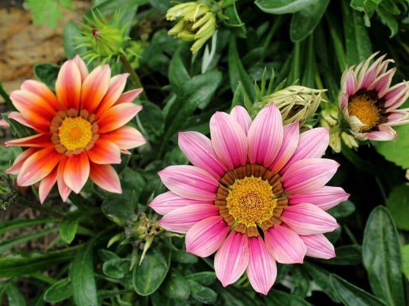 gazania rose