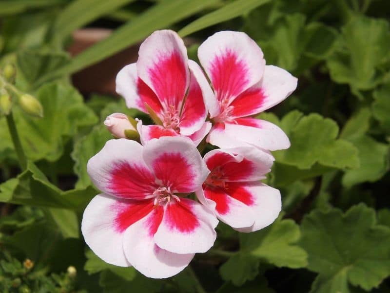 géranium blanc rose