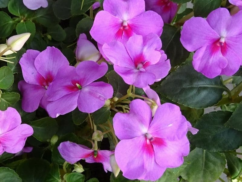 impatiens rose