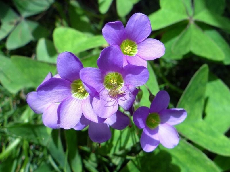 oxalis bleu